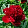 Purple 5 SEMI DI PEONIA " RED MAGIC" + SPEDIZIONE GRATUITA
