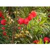 Camellia Sinensis 5 SEMI DI TAXUS BACCATA+ SPEDIZIONE GRATUITA