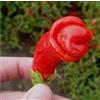 Purple 25 SEMI PEPERONCINO PETER PEPPER +SPEDIZIONE GRATUITA