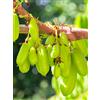 5 SEMI DI AVERRHOA BILIMBI -RARITA' "SPEDIZIONE GRATUITA"
