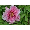 Purple 5 SEMI DI PEONIA "Brocaded Gown" + SPEDIZIONE GRATUITA