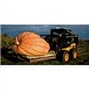 Purple ZUCCA GIGANTE - ATLANTIC GIANT, 12 SEMI + OMAGGIO+SPEDIZIONE GRATUITA