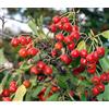 Camellia Sinensis 15 SEMI DI CRATAEGUS MONOGYNA - BIANCOSPINO + SPEDIZIONE GRATUITA