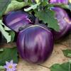 Purple 50 semi di MELANZANA VIOLETTA DI FIRENZE + OMAGGIO +SPEDIZIONE GRATUITA "