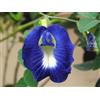 3D Rose 15 SEMI DI CLITORIA TERNATEA+ SPEDIZIONE GRATUITA