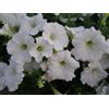 70 SEMI PETUNIA BIANCA " SPEDIZIONE GRATUITA "