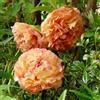 Purple 5 SEMI DI PEONIA " ORANGE" + SPEDIZIONE GRATUITA