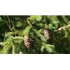 15 SEMI DI ABETE ROSSO "PICEA ABIES" "SPEDIZIONE GRATUITA "