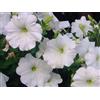 3D Rose 50 SEMI DI PETUNIA BIANCA+ SPEDIZIONE GRATUITA