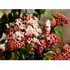 15 SEMI DI VIBURNO TINO "VIBURNUM TINUS L." "SPEDIZIONE GRATUITA "