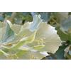 Camellia Sinensis 10 SEMI DI TILIA TOMENTOSA "tiglio argentato" + SPEDIZIONE GRATUITA
