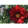 Purple 5 SEMI DI PEONIA "Banquet" + SPEDIZIONE GRATUITA