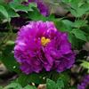 Purple 5 SEMI DI PEONIA " PURPLE" + SPEDIZIONE GRATUITA