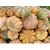 Purple 10 SEMI DI ZUCCA MOSCATA DI PROVENZA+SPEDIZIONE GRATUITA