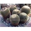 Purple Echinocactus Grusonii cuscino della suocera 100 SEMI + SPEDIZIONE GRATUITA