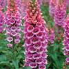 Purple 2 GR DI DIGITALIS PURPUREA 'Candy' CIRCA 20000 SEMI+ GRATUITA