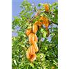 5 SEMI DI AVERRHOA CARAMBOLA "SPEDIZIONE GRATUITA"