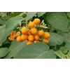 TORVUM 20 SEMI DI SOLANUM ABUTILOIDES SPEDIZIONE GRATUITA