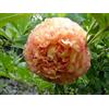 Purple 5 SEMI DI PEONIA " Kinko" + SPEDIZIONE GRATUITA