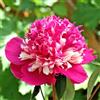 Purple 5 SEMI DI PEONIA " PINK SMILE" + SPEDIZIONE GRATUITA
