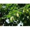 Camellia Sinensis 15 SEMI DI CARPINUS BETULUS "CARPINO BIANCO" + SPEDIZIONE GRATUITA