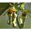 Purple 10 SEMI DI ARISTOLOCHIA INDICA " Garudakkodi "+SPEDIZIONE GRATUITA