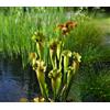 Purple 5 SEMI SARRACENIA PURPUREA+SPEDIZIONE GRATUITA