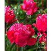 Purple 5 SEMI DI PEONIA "Red Pink" + SPEDIZIONE GRATUITA