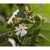 3D Rose 5 SEMI DI GELSOMINO NOTTURNO "NYCTANTHES arbor tristis "Nig+ SPEDIZIONE GRATUITA