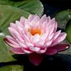 Purple 15 SEMI DI NINFEA "Peter Slocum'"Nymphaea WATER LILY "+ SPEDIZIONE GRATUITA