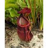 Purple 5 semi di NEPENTHES ROWANAE semi di pianta carnivora+SPEDIZIONE GRATUITA