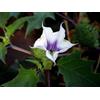 15 SEMI DATURA STRAMONIUM LILAC " SPEDIZIONE GRATUITA "