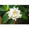 Purple 10 SEMI DI GARDENIA JASMINOIDES+ SPEDIZIONE GRATUITA