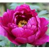 Purple 5 SEMI DI PEONIA "Cardinal Vaughan" + SPEDIZIONE GRATUITA