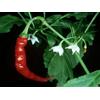 Purple PEPERONCINO CAYENNE LONG SLIM 25 SEMI +SPEDIZIONE GRATUITA
