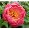Purple 5 SEMI DI PEONIA "Coral Sunset" + SPEDIZIONE GRATUITA