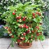 Purple FRAGARIA ANANASSA - FRAGOLA RAMPICANTE, 50 SEMI+OMAGGIO+ "SPEDIZIONE GRATUITA "