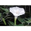 15 SEMI DATURA BIANCA "DATURA INOXIA" " SPEDIZIONE GRATUITA "