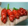 Carolina peperoncino PETER PEPPER (forma di pene), 25 semi + OMAGGIO+ SPEDIZIONE GRATIS