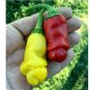 Purple peperoncino PETER PEPPER GIALLO ROSSO (forma di pene), 50 +SPEDIZIONE GRATUITA
