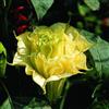 10 SEMI DATURA DOPPIA GIALLO " SPEDIZIONE GRATUITA "