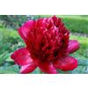 Purple 5 SEMI DI PEONIA "FIRST RED" + SPEDIZIONE GRATUITA