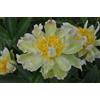 Purple 5 SEMI DI PEONIA "GREEN" + SPEDIZIONE GRATUITA