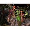 Purple 5 semi di NEPENTHES QUEEN OF HEARTS semi di pianta carnivora+SPEDIZIONE GRATUITA