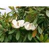 5 SEMI DI MAGNOLIA SEMPREVERDE "MAGNOLIA GRANDIFLORA" "SPEDIZIONE GRATUITA "