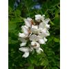 Camellia Sinensis 30 SEMI DI ROBINIA (Robinia pseudoacacia) + SPEDIZIONE GRATUITA