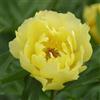 Purple 5 SEMI DI PEONIA "Sequestred Sunshine" + SPEDIZIONE GRATUITA