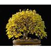 Purple 10 SEMI DI Tiglio Selvatico Bonsai seeds /semillas" Tilia c+ SPEDIZIONE GRATUITA