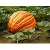 15 semi di ZUCCA GIGANTE BIG MAX + OMAGGIO + SPEDIZIONE GRATIS