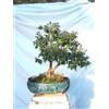 Camellia Sinensis MIRTO BIANCO Common Myrtle white 50 SEMI + SPEDIZIONE GRATUITA